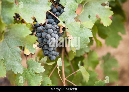 Grapes in Vineyard, Niagara Region, Ontario, Canada Stock Photo
