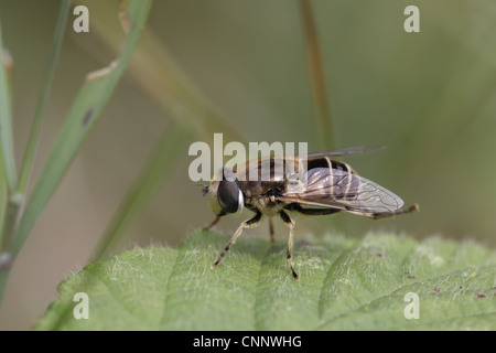 Eristalis arbustorum Hoverfly Stock Photo
