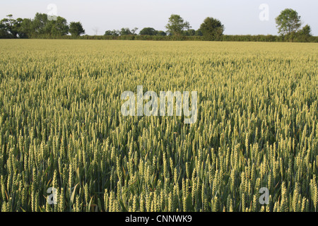 Wheat (Triticum aestivum) JB Diego Winter Wheat, ripening ears in field, Bacton, Suffolk, England, june Stock Photo