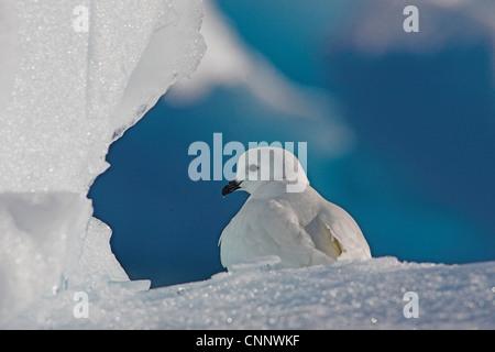 Snow Petrel (Pagodroma nivea) sat on ice flow along the Antarctic Peninsular Stock Photo
