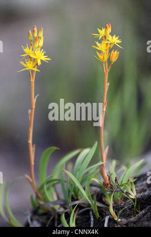 Bog Asphodel, Narthecium ossifragum Stock Photo