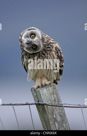 Short-eared Owl, Asio flammeus, juvenile head waving at author Stock Photo