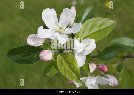 John Downie' Crabapple Malus sp. 'John Downie' close-up flowers flowerbuds leaves in garden Suffolk England april Stock Photo