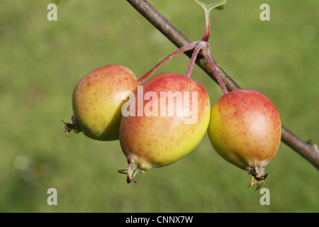 'John Downie' Crabapple (Malus sp.) 'John Downie', close-up of ripe fruit, on tree in garden, Suffolk, England, july Stock Photo