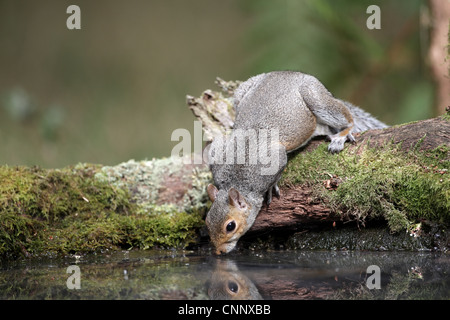 Grey Squirrel, Sciurus carolinensis, Drinking Stock Photo