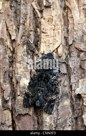 Death's Head Hawkmoth, Acherontia atropos Stock Photo