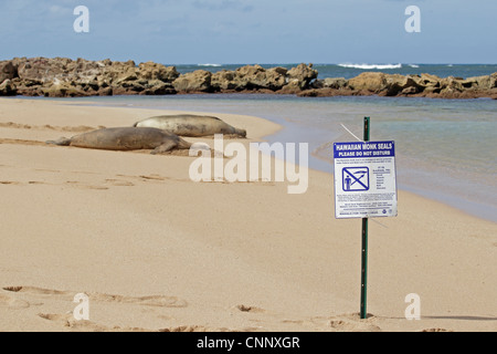 Hawaiian Monk seals hauled out on a beach on Kauai showing keep away sign Stock Photo