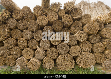 Reed cutting, bundles of cut reed in reedcutters yard, Hortobagy N.P., Great Plain, Eastern Hungary, october Stock Photo