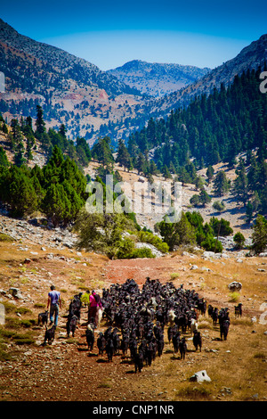 Mountains and goat herd. Turkey. Stock Photo