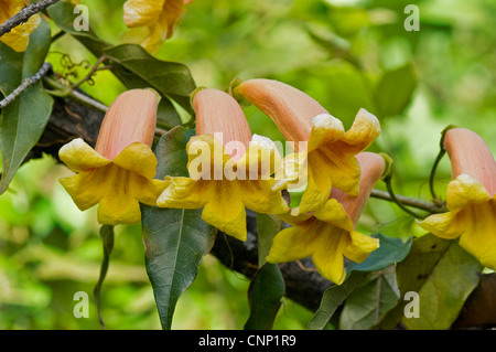 Cross Vine, Bignonia capreolata Stock Photo