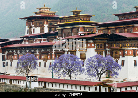 Asia, Bhutan. Exterior view of Punakha Dzong palace, with jacaranda trees in bloom Stock Photo