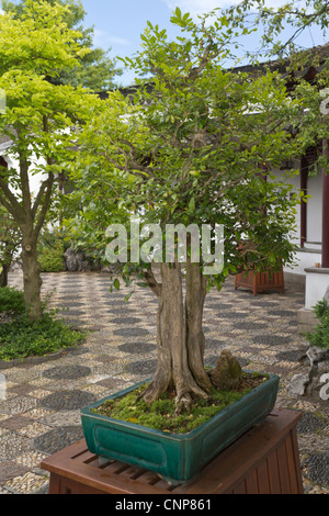 Bonsai at Dr. Sun Yat-Sen Chinese garden in Chinatown, Vancouver, British Columbia, Canada Stock Photo