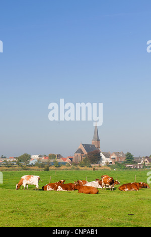 Cows and typical Dutch village Stock Photo