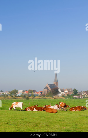Typical Dutch cows in landscape with farm house Stock Photo - Alamy