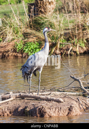 Lesser Sandhill crane (Grus canadensis) at Wildfowl and Wetlands Trust, Slimbridge, Gloucestershire, England, UK Stock Photo