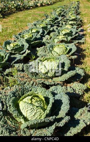 Organic Cabbage Garden Stock Photo