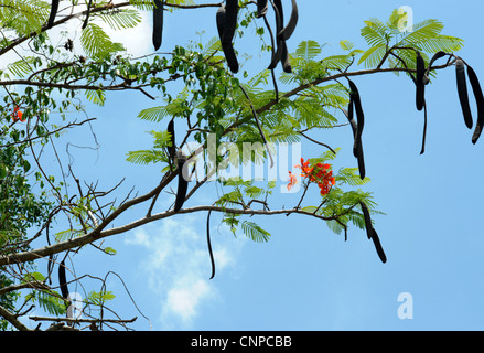 Delonix regia growing in the grounds of , temple on the bank of Mae Klong River , Amphawa, Samut Sakhon, thailand Stock Photo