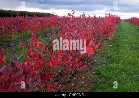 Organic blueberry field with beautiful fall colors located in Oregon Stock Photo