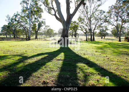 Gum trees Penola. South Australia. Stock Photo