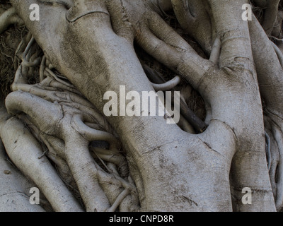 Branched tree trunk, Sacred Fig (Ficus religiosa) Stock Photo