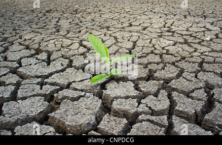 Green plant growing from cracked earth. New life. Stock Photo