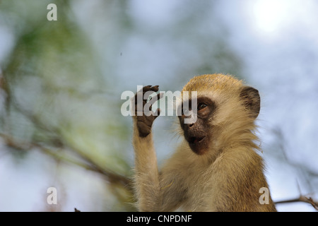 Vervet monkey - Grivet Monkey - Green monkey - Savanna monkey (Chlorocebus pygerythrus) young male in a tree at Lake Baringo Stock Photo