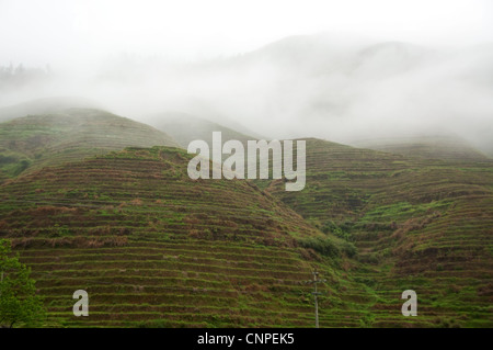 Terraced rice fields in the mist Stock Photo