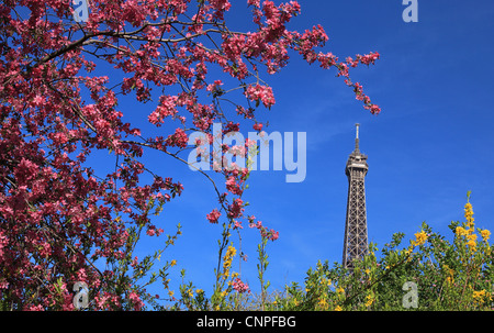 Detail of the top of The Eiffel Tour seen through branches of blossoming tree in spring. Stock Photo