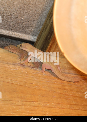 Mating geckos in Roatan, Honduras. Stock Photo