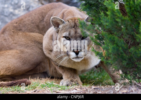 Cougar Mountain Lion panther mountain cat puma Stock Photo
