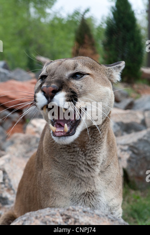 Cougar Mountain Lion blcook panther mountain cat puma Stock Photo