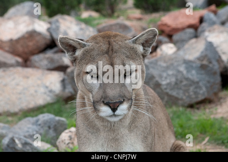 Cougar Mountain Lion blcook panther mountain cat puma Stock Photo