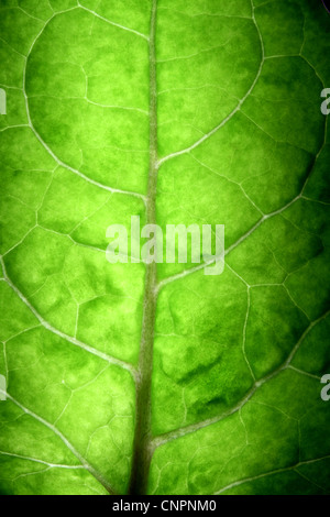 Macro shots of a big tree leaf lighted at the back Stock Photo