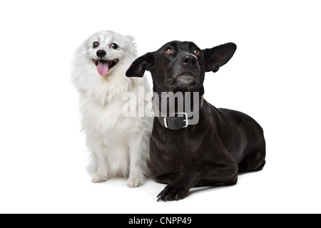 Keeshond (Dutch Barge Dog) and a black Shepherd mix in front of a white background Stock Photo