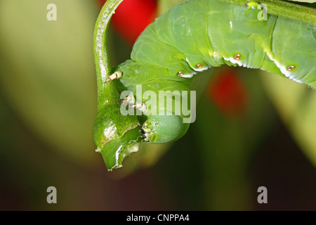 Horn worm eating a cayenne pepper Stock Photo - Alamy