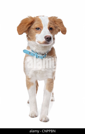 Mixed breed puppy, half Tibetan Terrier, in front of a white background Stock Photo