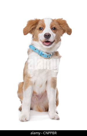 Mixed breed puppy, half Tibetan Terrier, in front of a white background Stock Photo