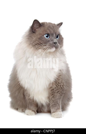 Ragdoll cat in front of a white background Stock Photo