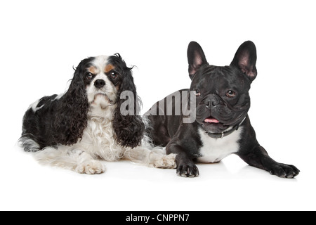 Cavalier King Charles Spaniel and a French Bulldog Stock Photo