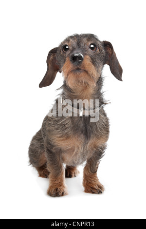 Wire-haired dachshund (Kaninchen Teckel) in front of white Stock Photo