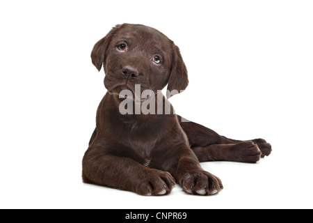 Chocolate Labrador puppy (7 weeks old) Stock Photo