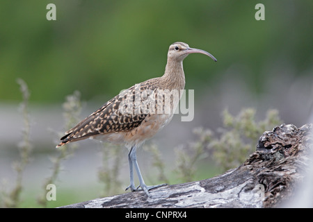 Bristle-thighed Curlew on Midway Atoll Stock Photo