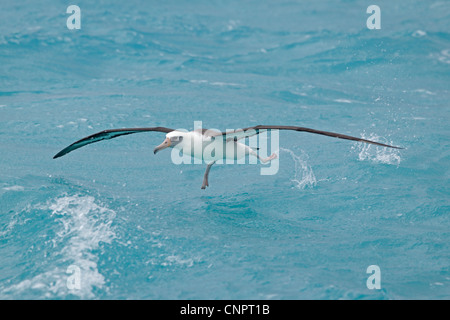 Laysan Albatross taking off from the water Stock Photo