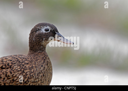 Wild Laysan Duck Stock Photo