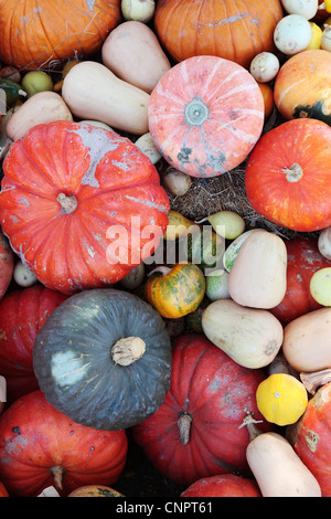 Mixed Colourful Pumpkins Stock Photo