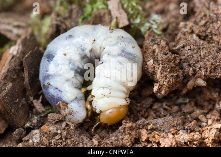 Wood Boring Grub Stock Photo: 35395022 - Alamy