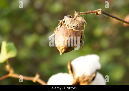 Close up of two cotton bolls growing on the stem in a field of cotton plants Stock Photo