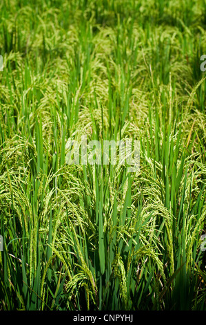 Mature rice ready to harvested as seen in the village of Ubud on the tropical island of Bali, Indonesia. Stock Photo