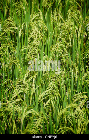 Mature rice ready to harvested as seen in the village of Ubud on the tropical island of Bali, Indonesia. Stock Photo