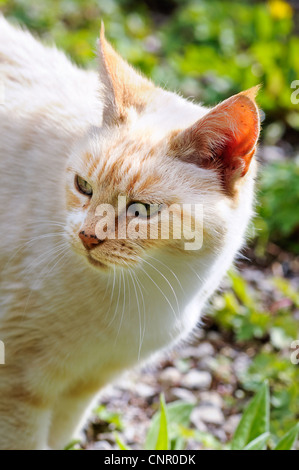 A domestic cat in an English garden. UK. Stock Photo